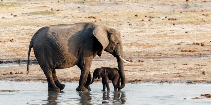 什麼是胎生動物？概念、繁殖、懷孕、特徵和差異
