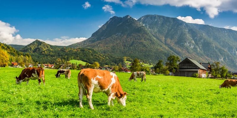 什麼是雜食動物？概念、類型、特徵和例子