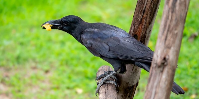 什麼是雜食動物？概念、類型、特徵和例子