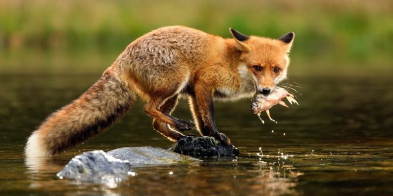 什麼是雜食動物？概念、類型、特徵和例子