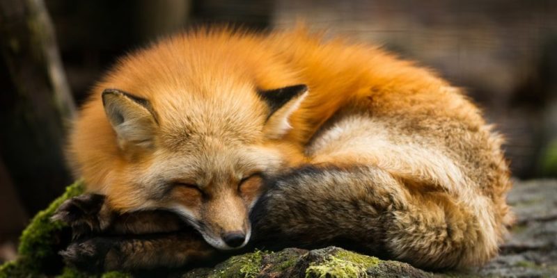 什麼是森林動物？概念、類型、特徵和例子