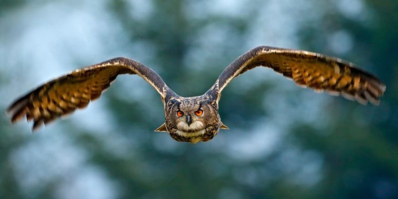 什麼是森林動物？概念、類型、特徵和例子