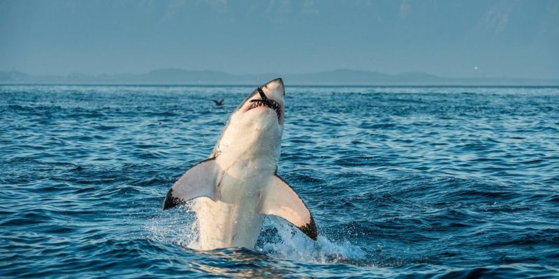 什麼是肉食動物？概念、類型、特徵和例子