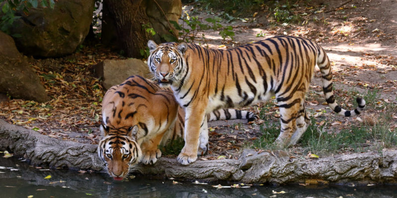 什麼是野生動物？概念、類型、特徵和例子