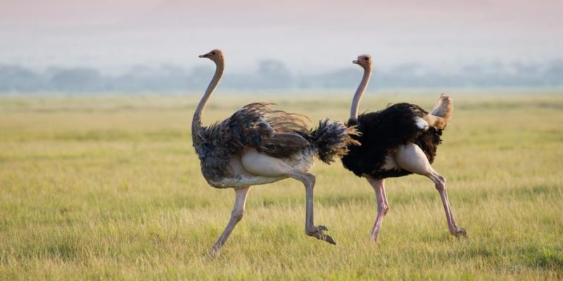 什麼是陸地動物？概念、起源、發展歷史、、類型、特徵和例子