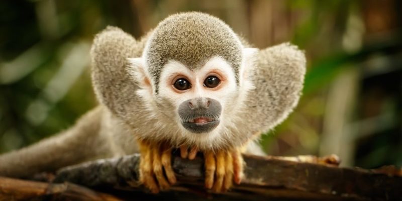 什麼是陸地動物？概念、起源、發展歷史、、類型、特徵和例子