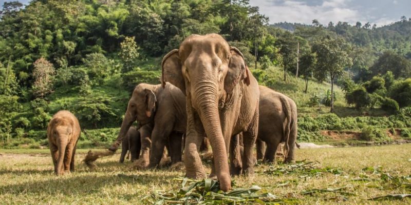 什麼是陸地動物？概念、起源、發展歷史、、類型、特徵和例子