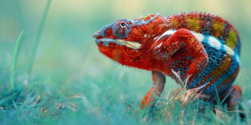 什麼是陸地動物？概念、起源、發展歷史、、類型、特徵和例子