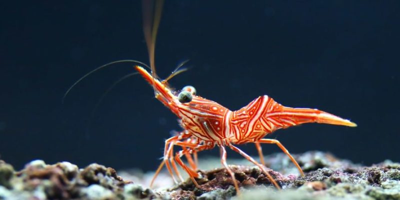 什麼是甲殼類動物？概念、類型、攝食、繁殖和例子