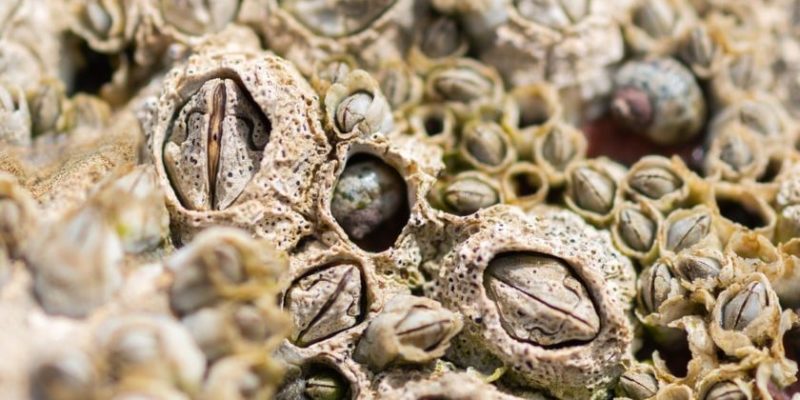 什麼是甲殼類動物？概念、類型、攝食、繁殖和例子