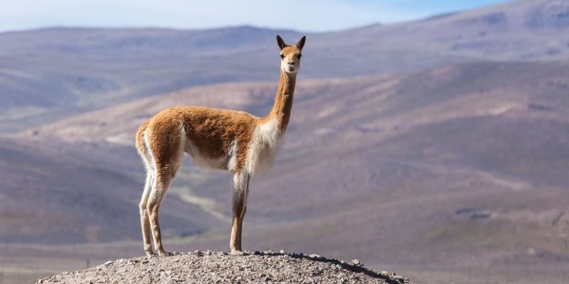 什麼是山地動物？概念、類型、特徵和例子