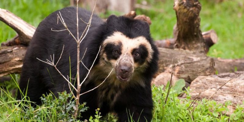 什麼是山地動物？概念、類型、特徵和例子