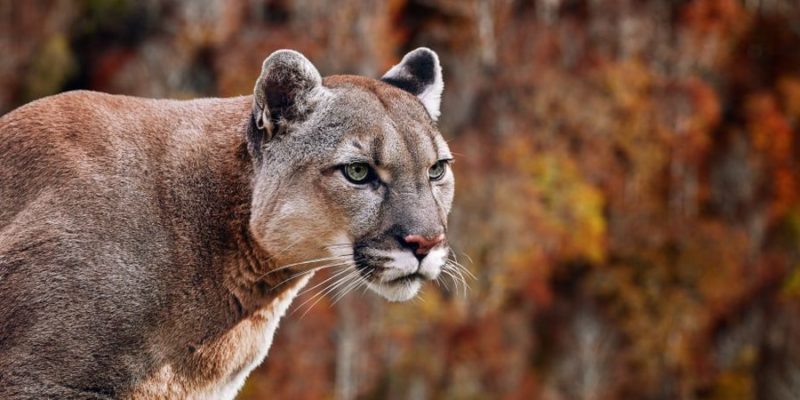 什麼是山地動物？概念、類型、特徵和例子