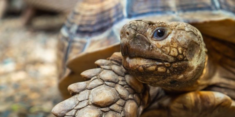 什麼是非洲大草原上的動物？概念、特徵和例子