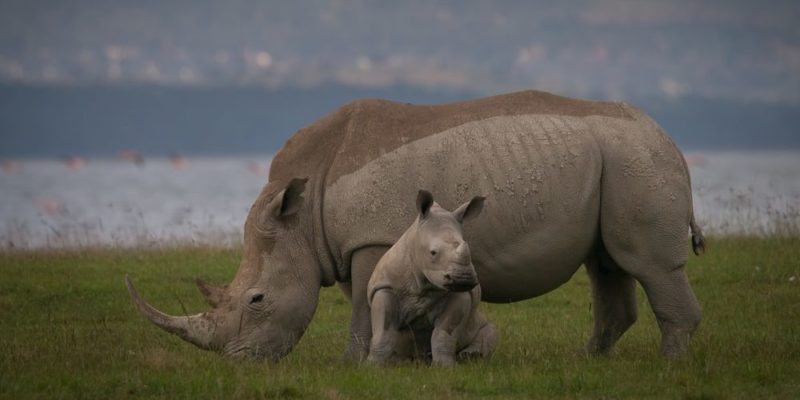 什麼是非洲大草原上的動物？概念、特徵和例子