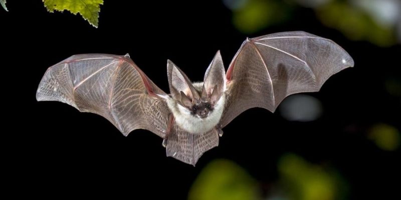 什麼是飛行動物？概念、類型、特徵和例子