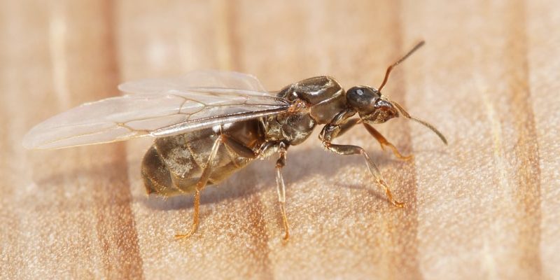 什麼是飛行動物？概念、類型、特徵和例子
