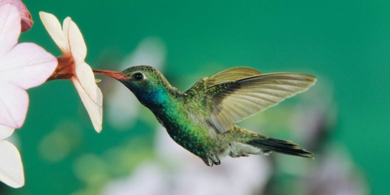什麼是水生動物？概念、類型、特徵和例子