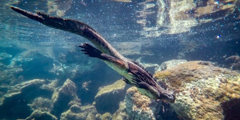 什麼是水生動物？概念、類型、特徵和例子
