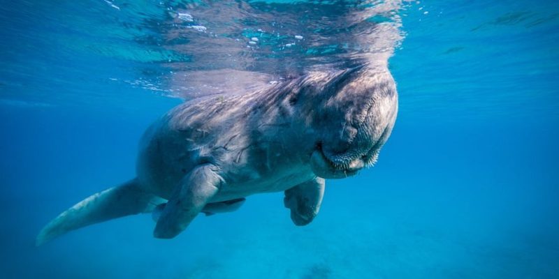 什麼是水生動物？概念、類型、特徵和例子