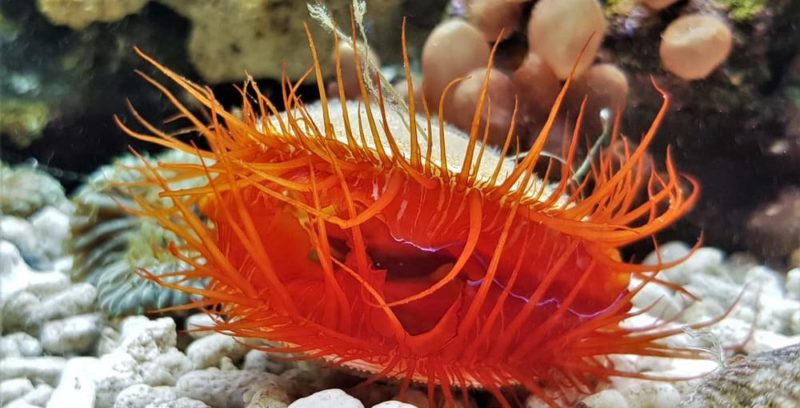 什麼是水生動物？概念、類型、特徵和例子