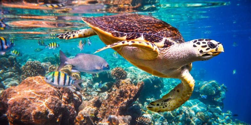 什麼是水生動物？概念、類型、特徵和例子