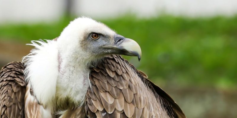 什麼是食腐動物？概念、類型、特徵和例子