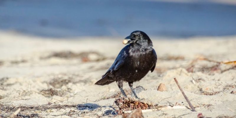 什麼是食腐動物？概念、類型、特徵和例子