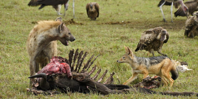 什麼是食腐動物？概念、類型、特徵和例子