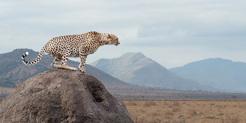 什麼是草食動物？概念、類型、特徵和例子