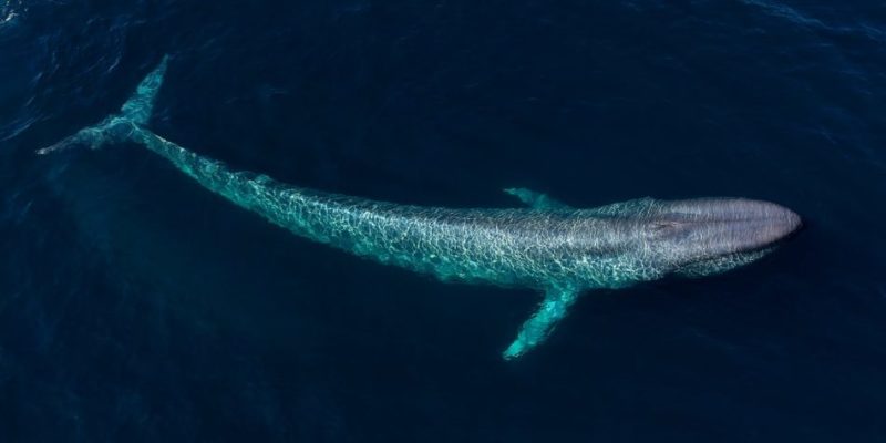 什麼是海洋動物？概念、存在類型、特徵和例子、哪些最危險