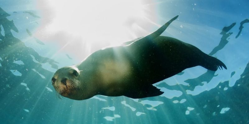 什麼是海洋動物？概念、存在類型、特徵和例子、哪些最危險