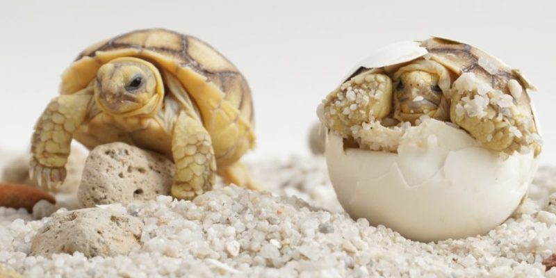 什麼是動物的繁殖？概念、過程組成、意義特徵和例子