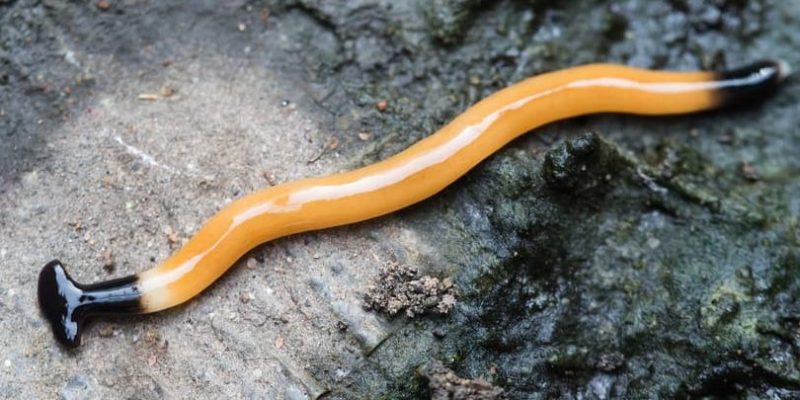 什麼是動物的繁殖？概念、過程組成、意義特徵和例子