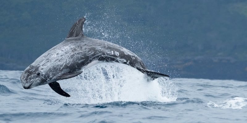 什麼是海岸動物？概念、類型特徵和例子
