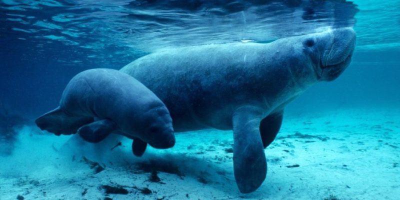 什麼是海岸動物？概念、類型特徵和例子