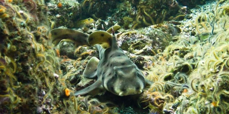 什麼是鯊魚？概念、飲食、棲息地、繁殖、特徵和如何睡覺