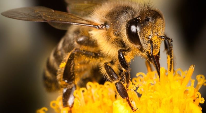 什麼是蜜蜂？概念、棲息地、蜂巢、繁殖和其他特徵