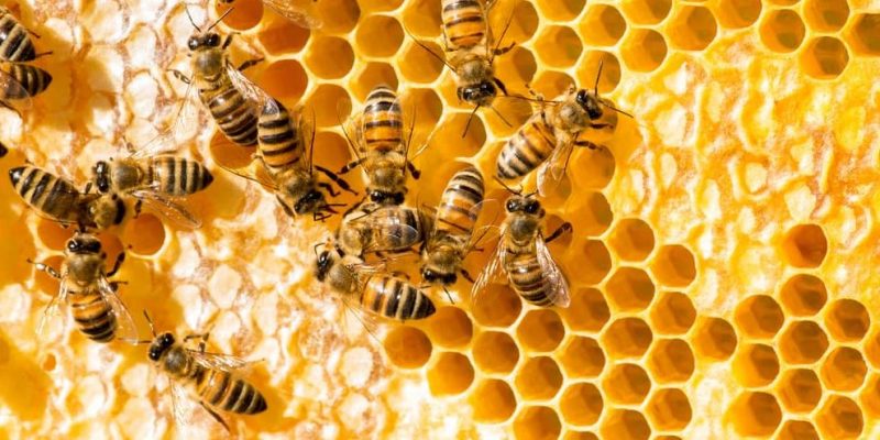 什麼是蜜蜂？概念、棲息地、蜂巢、繁殖和其他特徵