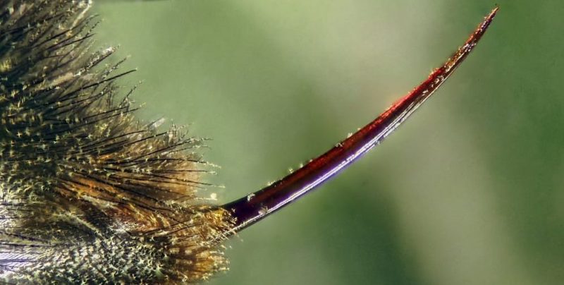 什麼是蜜蜂？概念、棲息地、蜂巢、繁殖和其他特徵