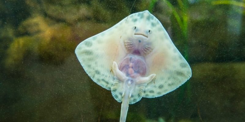 什麼是卵生動物？概念、類型、特徵和例子