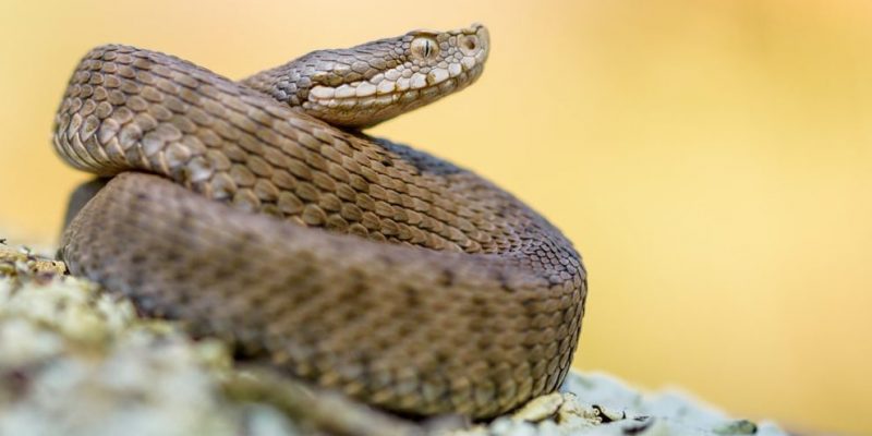 什麼是卵生動物？概念、類型、特徵和例子