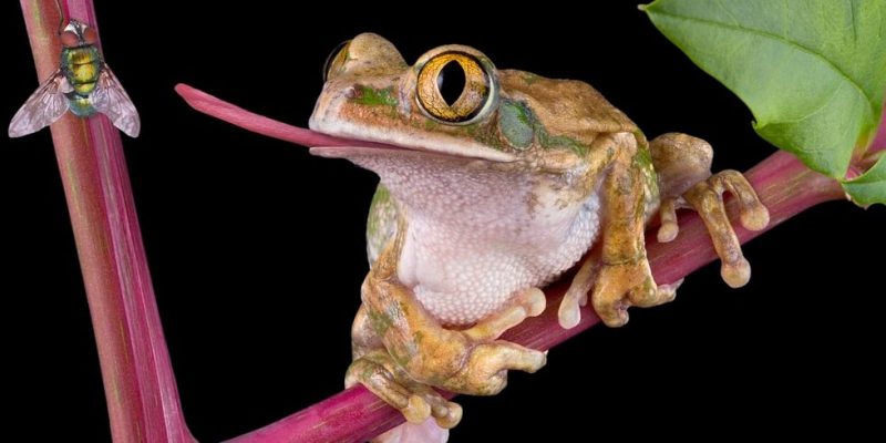 什麼是食蟲動物？概念、類型、特徵和例子