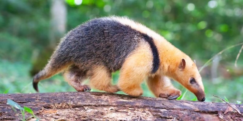 什麼是食蟲動物？概念、類型、特徵和例子