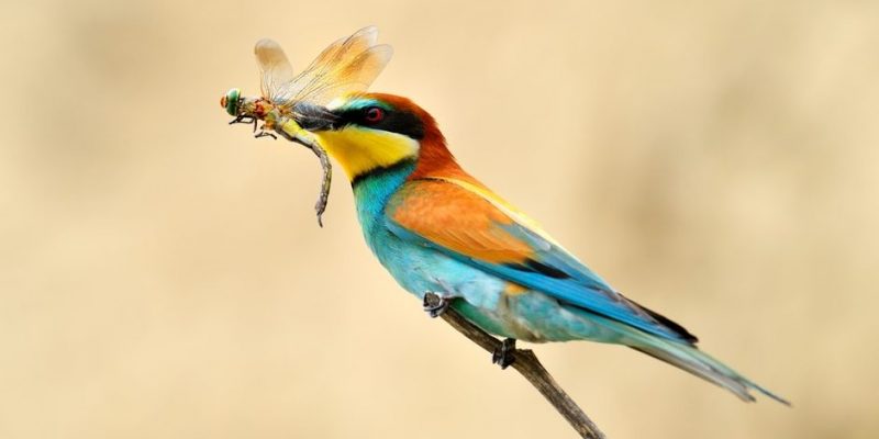 什麼是食蟲動物？概念、類型、特徵和例子