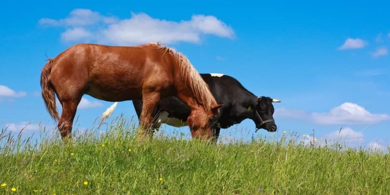 農場動物是什麼？概念、類型、特徵和例子