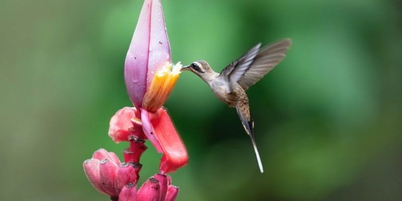 什麼是動物群？類型、野生和家養動物群的特徵