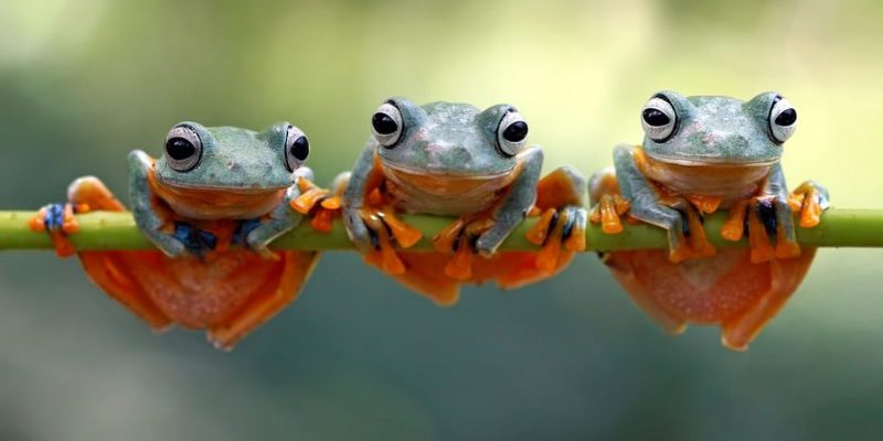 什麼是動物群？類型、野生和家養動物群的特徵