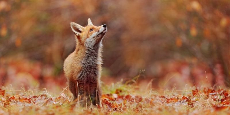 什麼是狐狸？概念、特徵、繁殖和壽命