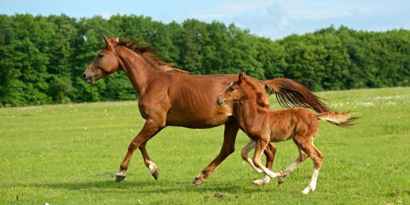 什麼是馬？概念、繁殖、特徵、棲息地和壽命